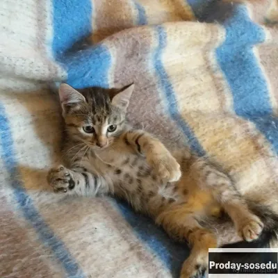 Отдам кошечку от кошки-мышеловки в хорошие руки, Животные, Воронеж
