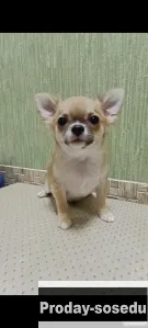 Чихуахуа девочка, Животные, Воронеж