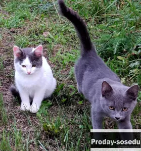 Котята ищут дом, Животные, Воронеж
