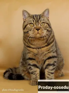 шотландский кот, Животные, Воронеж