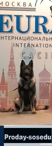 Элитные щенки ВЕО, Животные, Воронеж