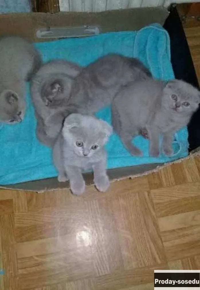 Лиловые шотландские котята