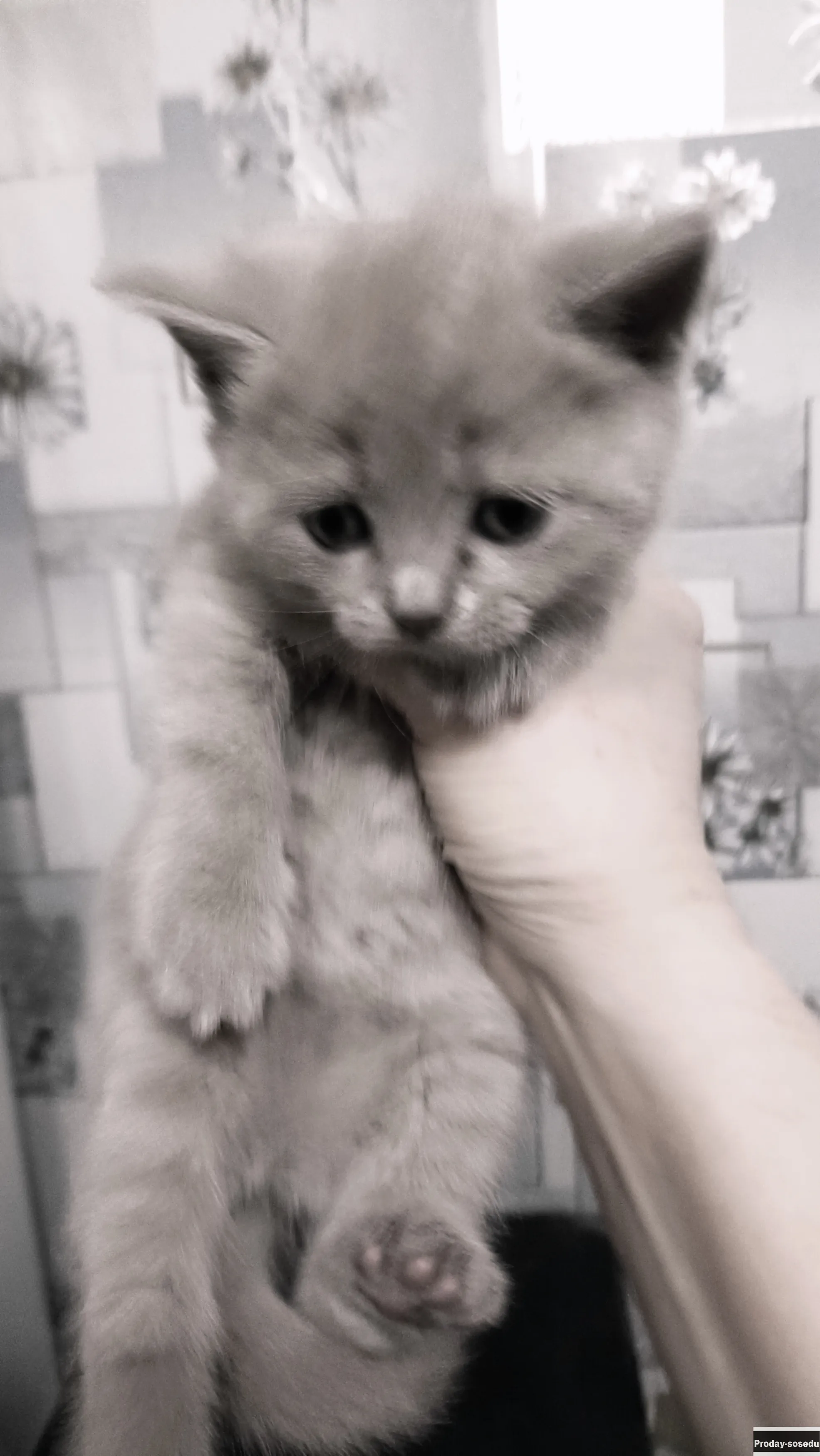 Лиловые шотландские котята