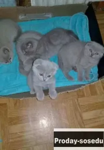 Лиловые шотландские котята
